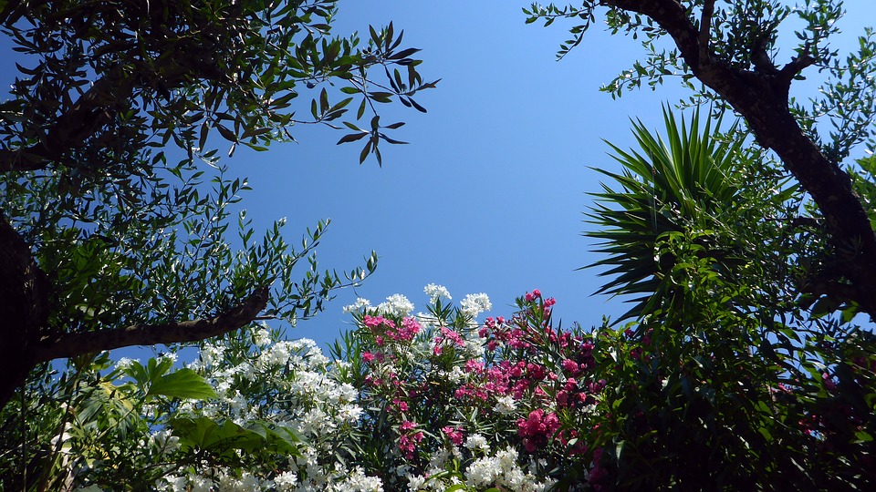 Corfu struiken