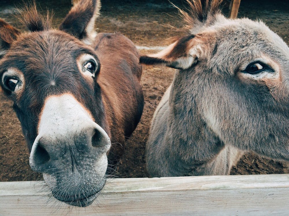 Donkey Rescue Corfu